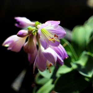 Flowers light purple blue mouse ears