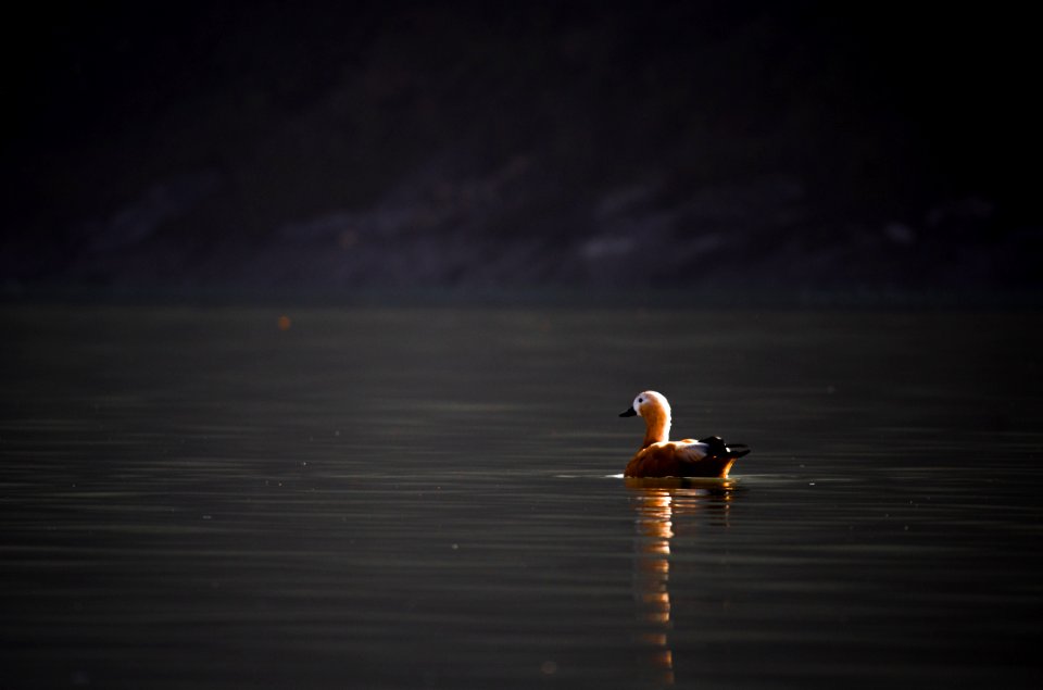 Ruddy shell duck in nature