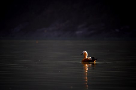 Ruddy shell duck in nature photo