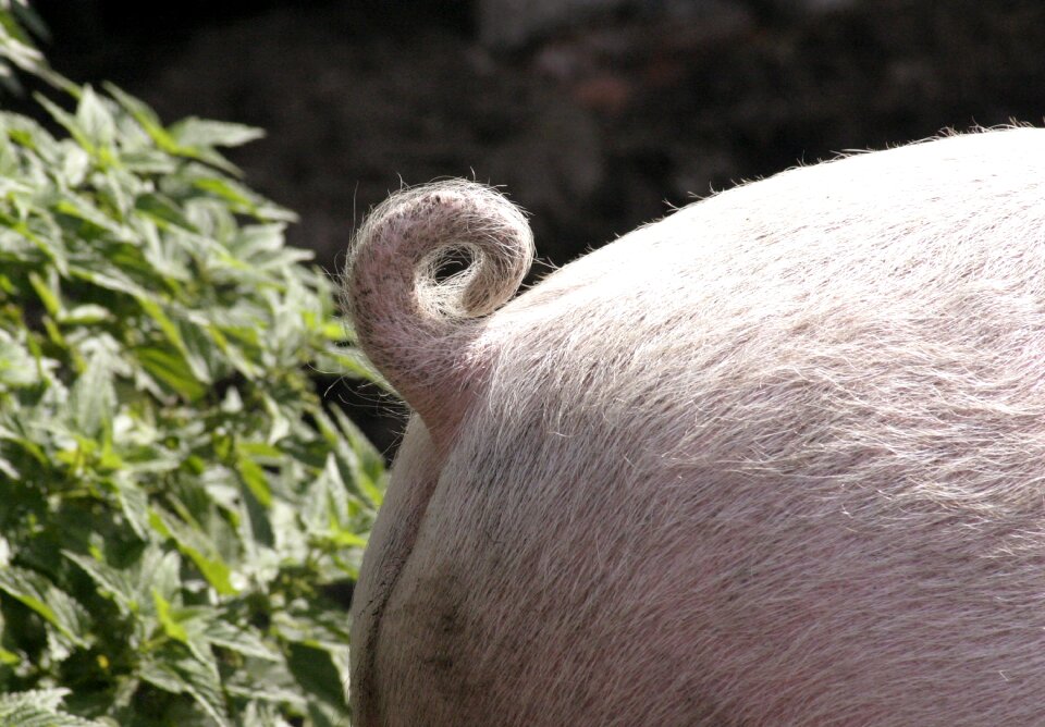 Tail animal pig's tail