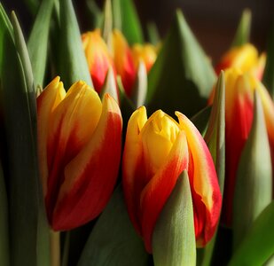 Tulips tulipa lily photo