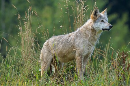 Pack animal attention young animal