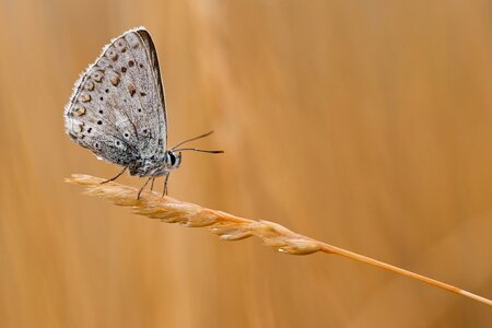 Insect close up nature photo