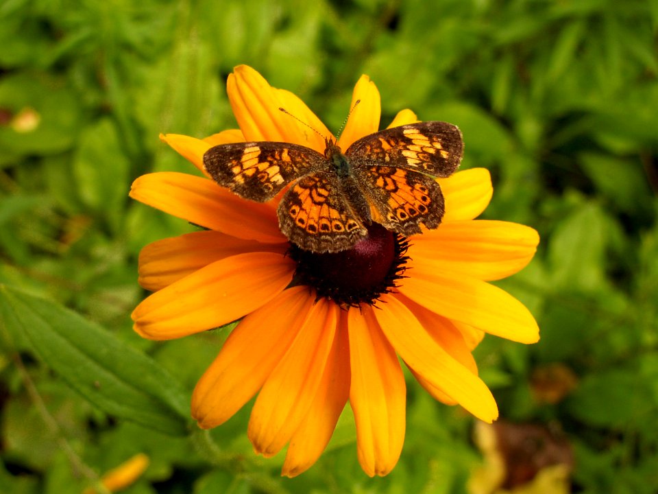 Rudbeckia hirta, 2015-07-12, Kane Woods, 01
