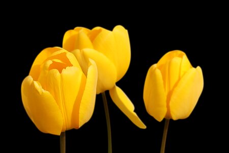 Yellow flowers spring