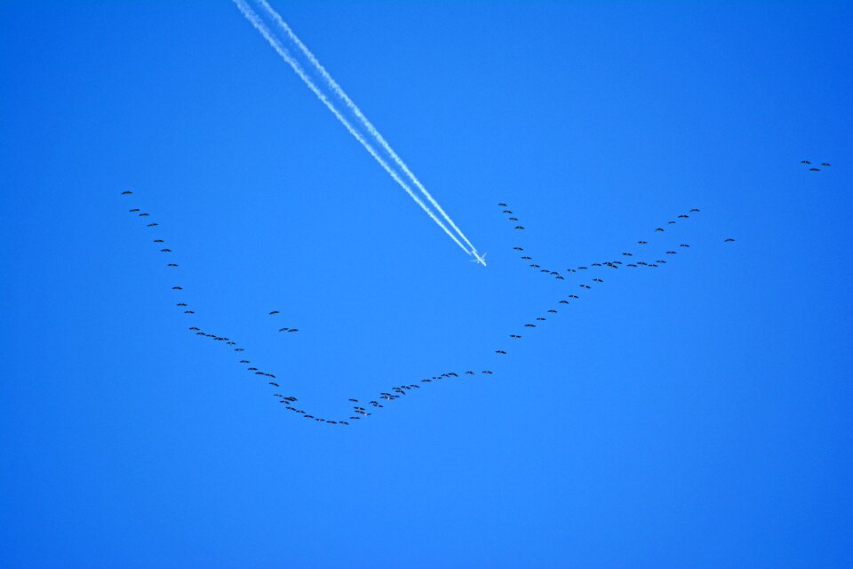 Migratory birds sky spring