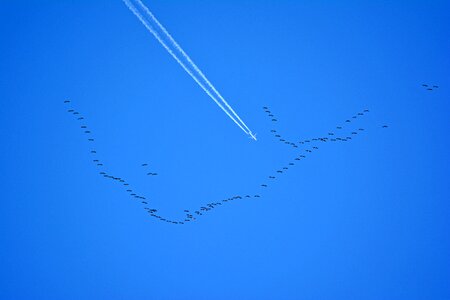 Migratory birds sky spring