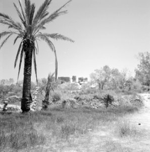 Ruines op de Shephelah heuvels, Bestanddeelnr 255-2566