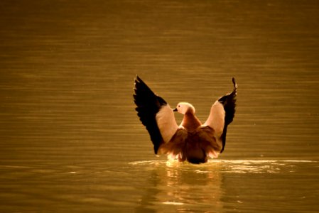 Ruddy shell duck in the action