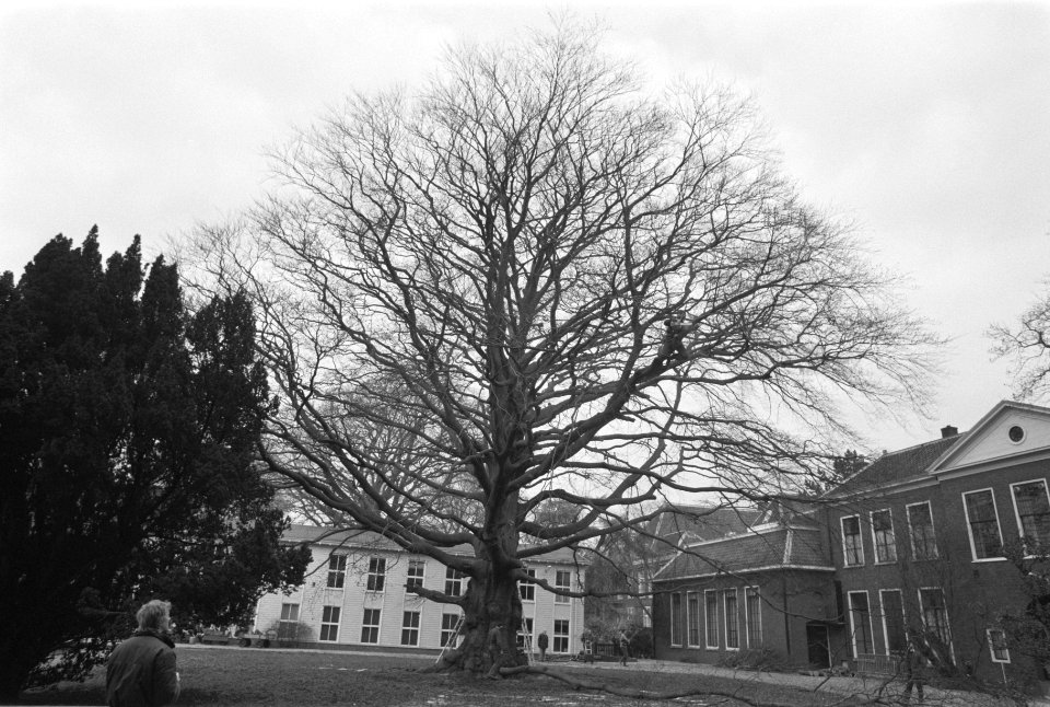 Ruim twee eeuwen oude beuk in Hortus in Leiden wordt verzaagd, omdat de boom het, Bestanddeelnr 934-1397