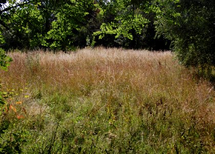 Ruins of Former St Nicholas' Chapel, Westbury House, East Meon (NHLE Code 1179009) (July 2019) (3)