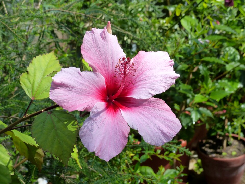 Blossom bloom summer photo