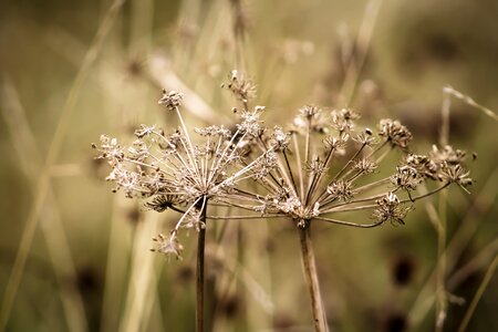 Natural nature herb photo