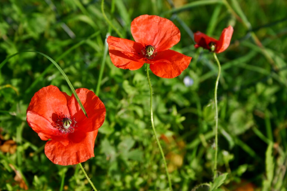 Bloom klatschmohn flower