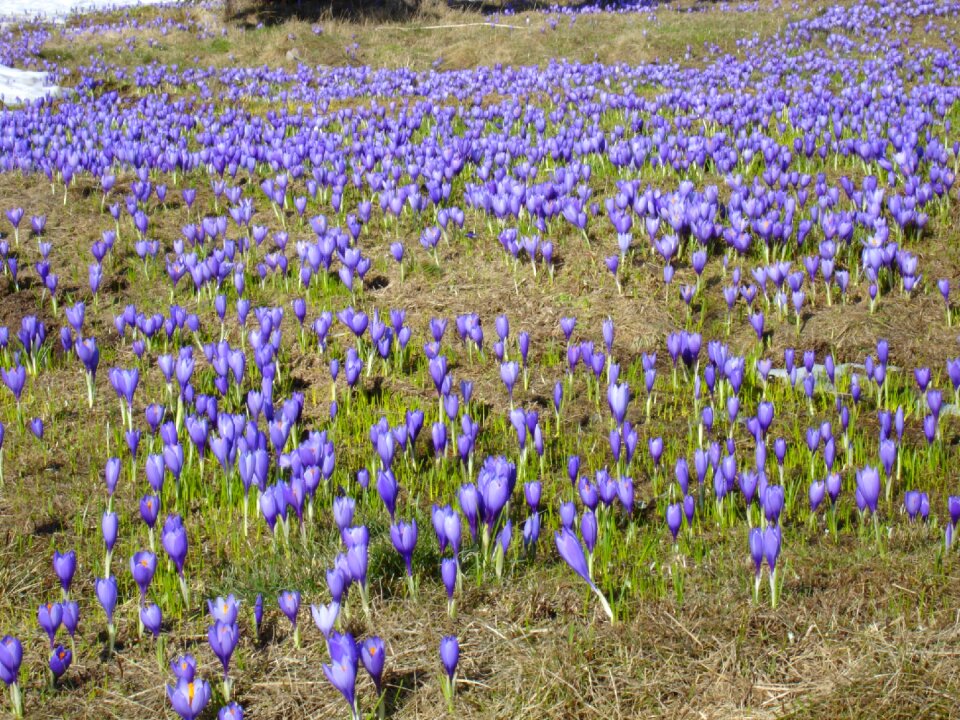 Flowers purple spring