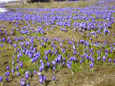 Flowers purple spring