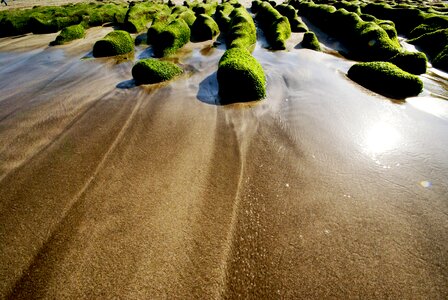 Green algae seaside landscape