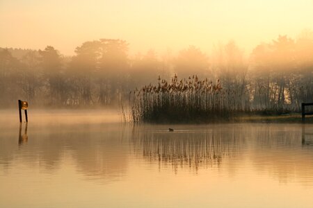 Lake fog reed photo