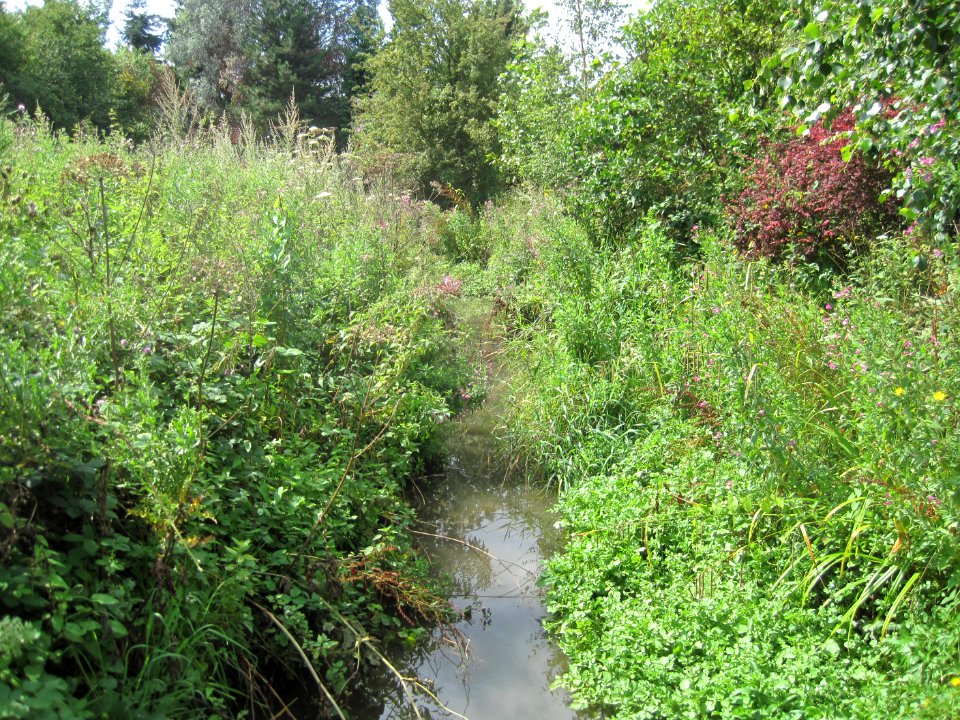 SAFFRON GREEN MIMMSHALL BROOK