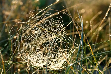 Nature dew cobweb photo
