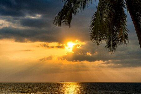 Tree sea ocean photo