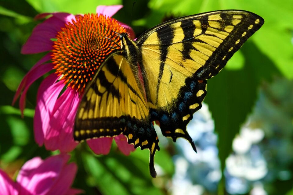 Lepidoptera flora summer