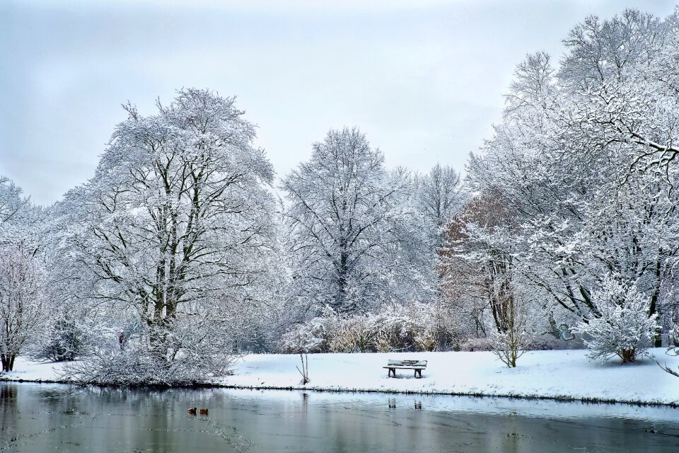 White tree cold photo