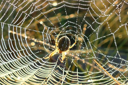 Dew cobweb morning photo