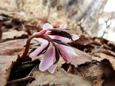 Spring thaw forest