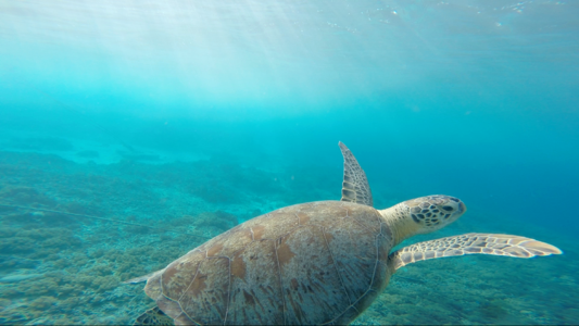Sea sea turtle seawater