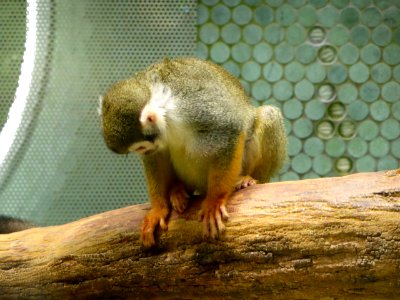 Saimiri-sciureus-2
