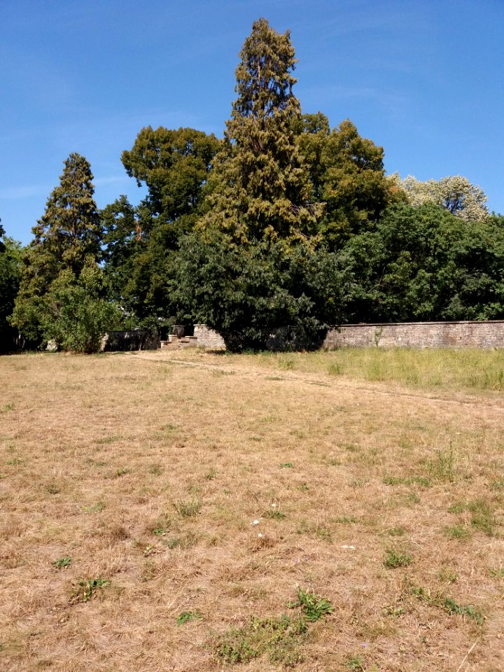 Sainte-Foy-lès-Lyon - Parc du Brûlet - Arbres au-dessus du mur
