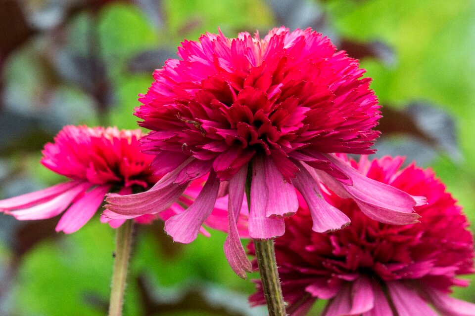 Summer pink garden