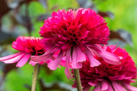 Summer pink garden photo