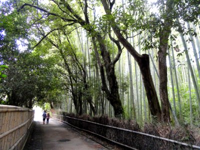 Sagano, Kyoto - DSC06121