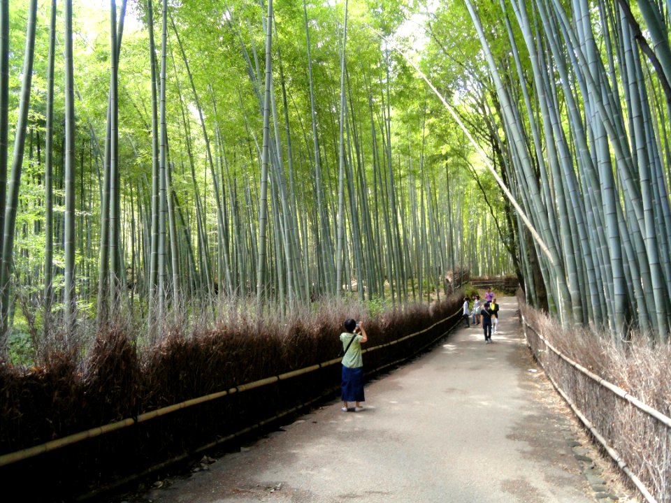 Sagano, Kyoto - DSC06123