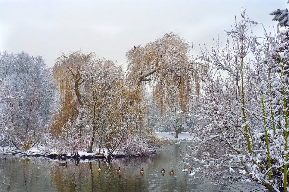 White tree cold photo