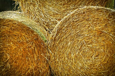 Harvest straw field
