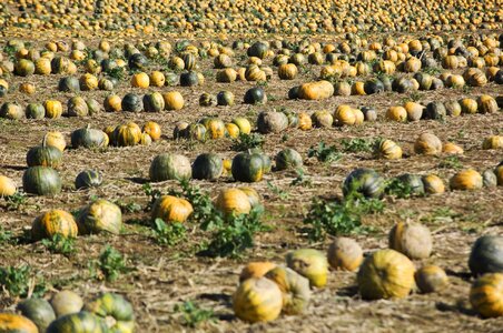 Pumpkins agriculture colorful