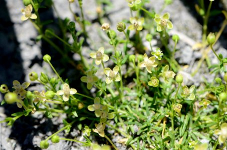 Sagina procumbens flowering