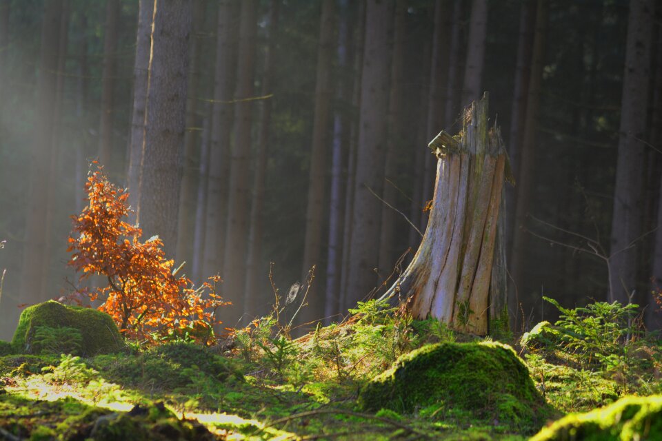 Mystical moss green