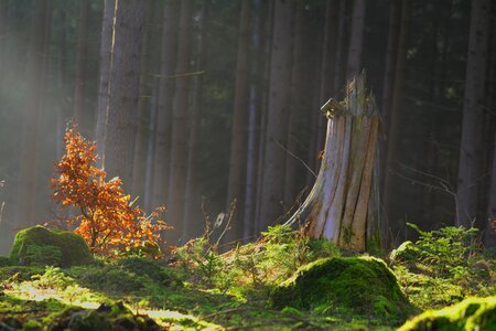 Mystical moss green photo