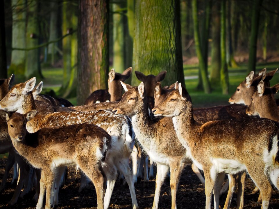 Wild nature forest