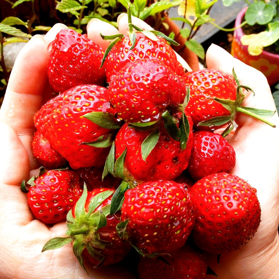 Sweet food greenhouse