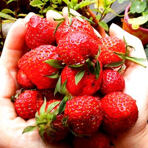 Sweet food greenhouse