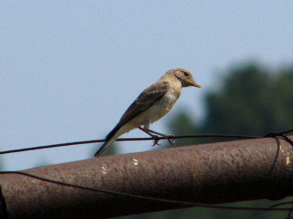Forest feathered insectivore