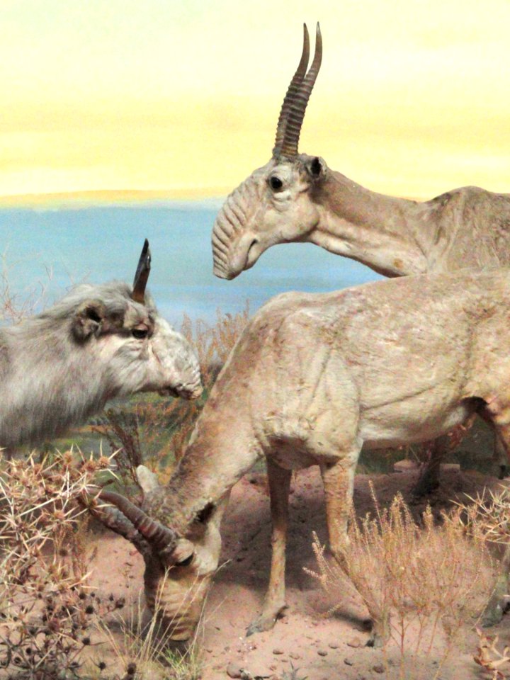Saiga tatarica diorama - Naturmuseum Senckenberg - DSC02146