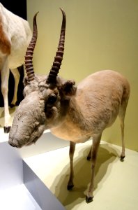 Saiga tatarica - National Museum of Nature and Science, Tokyo - DSC07499