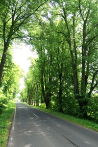 Sainscheid Tilia