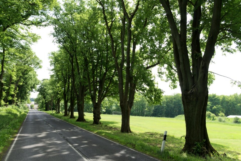 Sainscheid Tilia 2